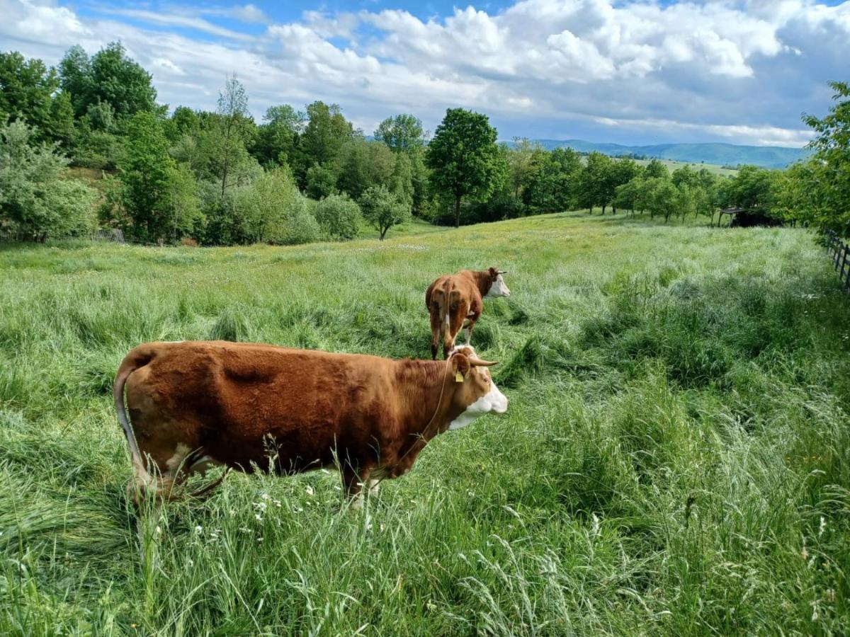 Pensiunea Agroturistica Casa Jucan Poieni Dış mekan fotoğraf